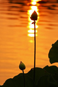 太阳完成横扫尼克斯，晋级次轮