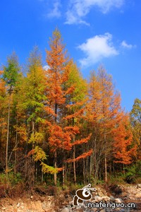 格雷斯利中场状态神勇，备战与对手对决